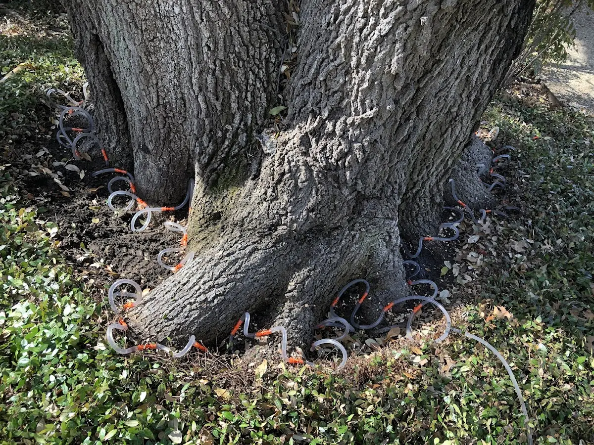 Detailed Tree Cabling and Bracing job site in Amenia