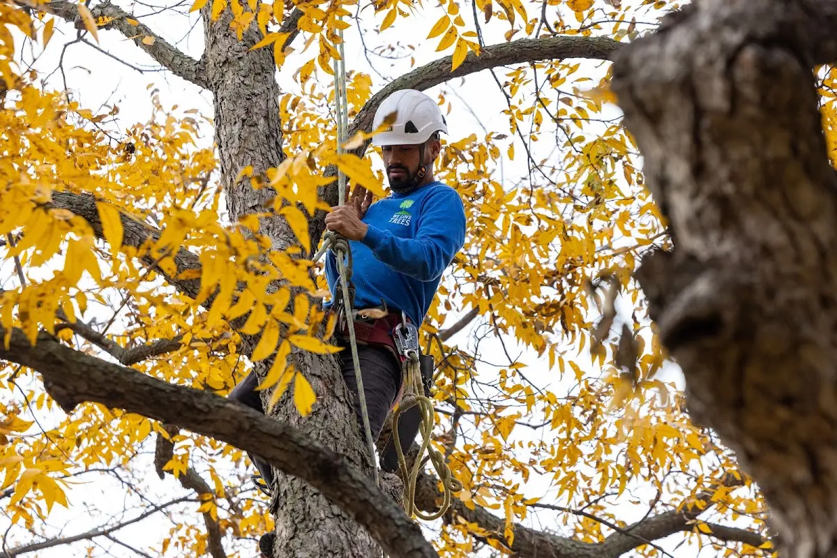 Skilled Tree Pruning crew working in Amenia